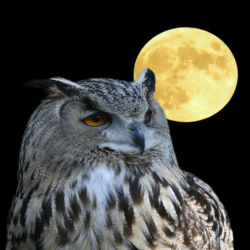 Canaan Nature Center’s Owl Moon Night Hike