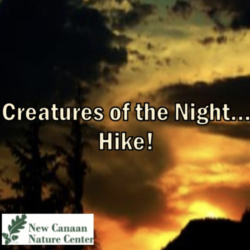 New Canaan Nature Center’s Creatures of the Night… Hike!