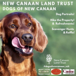 New Canaan Land Trust’s Dogs of New Canaan